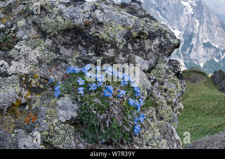 König der Alpen (Eritrichium nanum) in Blume auf einem Felsvorsprung über dem Pordoijoch, Sellajoch, Dolomiten, Italien, Juli Stockfoto