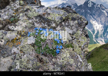 König der Alpen (Eritrichium nanum) in Blume auf einem Felsvorsprung über dem Pordoijoch, Sellajoch, Dolomiten, Italien, Juli Stockfoto