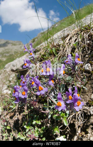 Alpine toadflax (Linaria alpina) in Blüte, vor Lago Ritorto, Madonna di Campiglio, auf acid Felsen des Adamello reichen, Dolomiten, Italien. Juli Stockfoto