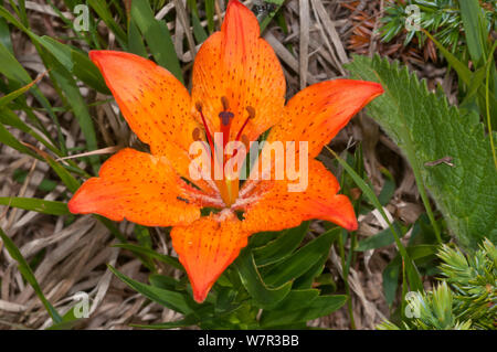 Orange Lilie (Lilium bulbiferum var Croceum) in Blüte, Vielfalt ohne blattbasis Bulbillen. Campo Imperatore, Gran Sasso, Apenninen, Abruzzen, Italien Stockfoto