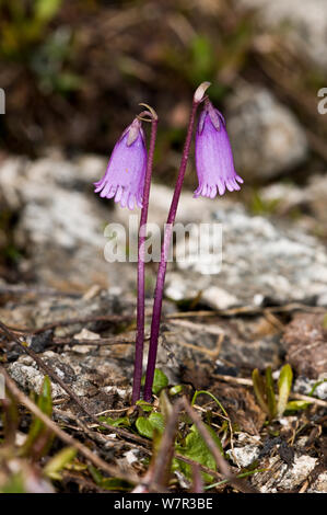 Zwerg snowbell (Soldanella pusilla) in Blüte, vor Lago Ritorto, Madonna di Campiglio, Adamello, Dolomiten, Italien, Juli Stockfoto