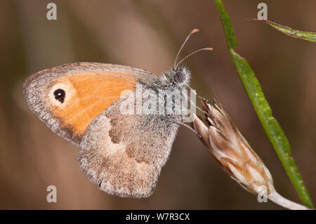 Kleine Heide Schmetterling (Coenonympha pamphilus) Podere Montecuccco, in der Nähe von Orvieot, Umbrien, Italien, Juli Stockfoto