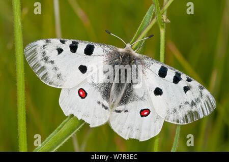 Apollofalter (Parnasius Apollo) Monte Terminillo, Latina, Latium, Italien, Juli Stockfoto