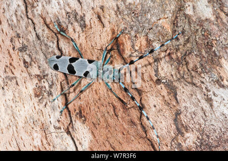 Alpine Longhorn Beetle (Rosalia alpina) eine seltene und geschützte Longhorn beetle Leben auf morschen Kastanie Trunks in der Italienischen Apenninen, Camosciara, Italien, Juli Stockfoto