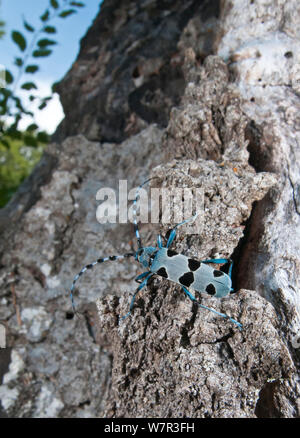 Alpine Longhorn Beetle (Rosalia alpina) eine seltene und geschützte Longhorn beetle Leben auf morschen Kastanie Trunks in der Italienischen Apenninen, Camosciara, Italien, Juli Stockfoto