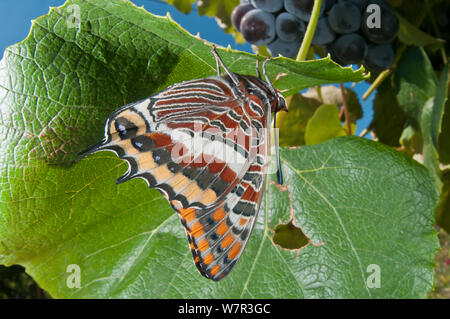 Zwei-tailed Pasha Schmetterling (Charaxes jasius) ruht auf Blatt, Podere Montecucco. Orvieto, Umbrien, Italien August Stockfoto