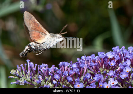 Hummingbird Hawk (Macroglossum stellaturum) im Flug Fütterung, Podere Montecucco, Orvieto, Umbrien, Italien Stockfoto