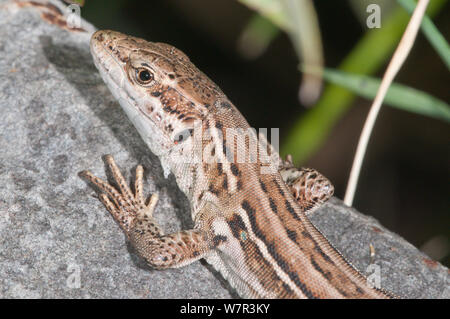 Wand Eidechse (Podarcis muralis), in der Nähe von Viterbo Bolsena, Latium, Italien, September Stockfoto