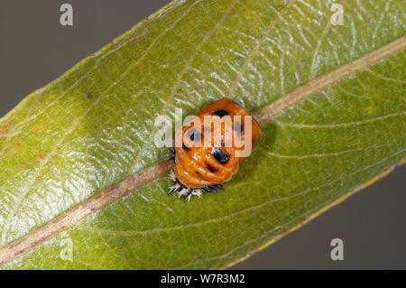 Marienkäfer pupal Stadium (Harmonia axyridis) im Garten im Podere Montecucco, Orvieto, Umbrien, Italien, September Stockfoto