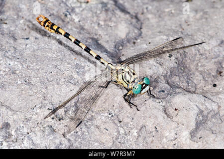 Green Eyed haken Dragonfly angebundene (Onychogomphus forcipatus in der Nähe von Lago di Bolsena, Latium, Italien, September) Stockfoto