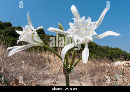 Meer Narzisse (Pancratium maritimum) in Blüte, Sardinien, Italien, September Stockfoto