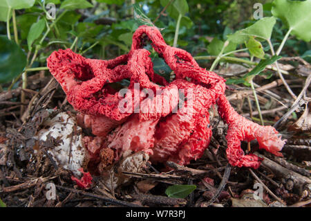 Warenkorb Exemplar des Gemeinen Stinkmorchels (Clathrus ruber) ein Pilz ähnelt, und riecht nach faulen Fleisch attarcting in großer Zahl fliegt Sporen zu zerstreuen, in der Nähe von Castel Giorgio, Orvieto, Umbrien, Italien, September Stockfoto