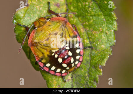 Shield Bug (Nezara viridula) auf Blatt, Orvieto, Umbrien, Italien, September Stockfoto