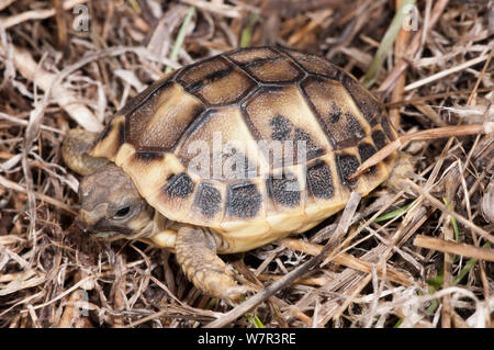 Baby Hermann's Schildkröte (testudo hermanni) coastal Scrub, Latium, Italien, Februar Stockfoto