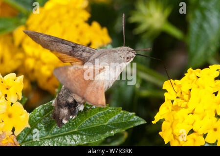 Hummingbird tabakschwärmer (Macroglossum stellaturum) im Flug und Fütterung auf Lantana in Garten ayt Podere Montecucco, in der Nähe von Orvieto, Umbrien, Italien, Oktober Stockfoto