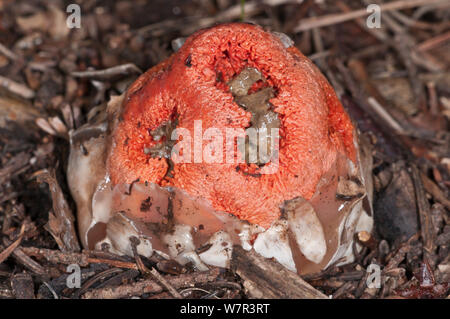 Warenkorb Exemplar des Gemeinen Stinkmorchels (Clathrus ruber) ein Pilz ähneln und riechen nach faulen Fleisch, in der Nähe von Castel Giorgio, Orvieto, Umbrien, Italien, Oktober Stockfoto