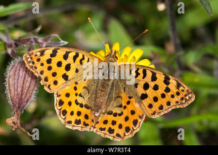 Königin von Spanien Fritillaryschmetterling (Isoria lathonia) Weiblich, Podere Montecucco, Orvieto, Umbrien, Italien, Oktober Stockfoto