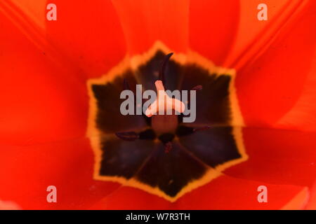 Blütenblätter von roten Tulpen. Tulip Makro Nahaufnahme. Tulip Kern. Roten und gelben Tulpen mit unscharfen corders und in der Mitte konzentrieren Stockfoto