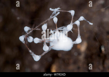 Daddy longlegs Spinne (Pholcus phalangoides) mit einem Pilzlichen pathogen (evtl. Gibellula pulchra) in einer Höhle in der Nähe von Podere Montecucco, Orvieot, Umbrien, Italien infiziert Stockfoto