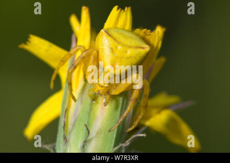 Crab Spider (Thomisus onustus) Weibchen auf der Traubenhyazinthen (Muscari sp) in einem Garten, Garten, Orvieto, Italien Stockfoto