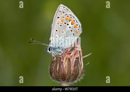 Gemeinsame Blauer Schmetterling (Polyommatus icarus) männlich mit geschlossenen Flügeln, Gargano, Italien, April Stockfoto