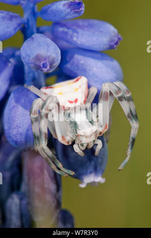 Crab Spider (Thomisus onustus) Weibliche warten auf Traubenhyazinthen (Muscari sp) der Compositae. Garten, Orvieto, Italien, April Stockfoto