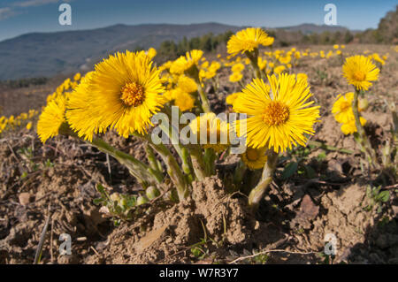 Huflattich (Tussilago farfara) in Blüte, wachsende in gestörten Boden in der Nähe von Torrealfina, Orvieto, Umbrien, Italien, April Stockfoto