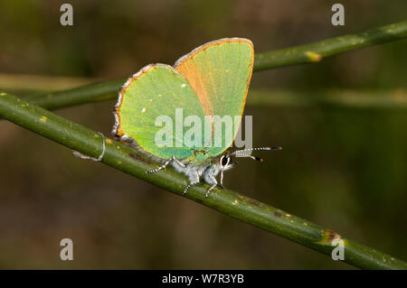 Green Hairstreak Schmetterling (Callophrys Rubi) auf Spanische Ginster (Spartium junceum). Torrealfina, Orvieto, Italien, April Stockfoto