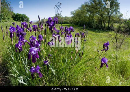 Deutsche Schwertlilie (Iris germanica) in Blüte, Orvieto, Italien, April Stockfoto