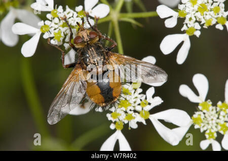 Gemeinsame rufous Parasit fliegen (Tachina fera) auf Blumen im Garten, Orvieto, Italien, Mai Stockfoto