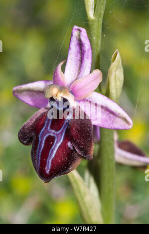 Spruner von Ophrys (Ophrys spruneri) in Blüte, Plakias, Kreta, April Stockfoto