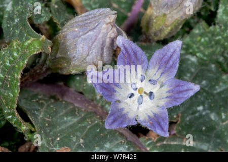 Alraune (Mandragora autumnalis/officinarum) in Blüte, in der Nähe von Plakias, Kreta, April Stockfoto