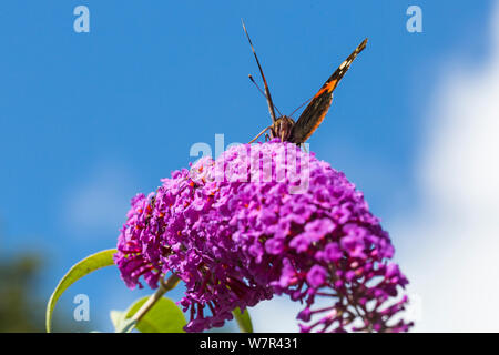 Bournemouth, Dorset UK. 7. Aug 2019. UK Wetter: Insekten genießen Sie den Sonnenschein auf der Weide auf die Werke in Bournemouth. Red Admiral Schmetterling, Vanessa atalanta, Fütterung auf sommerflieder Buddleja davidii, Davidii, passenderweise butterfly Bush. Credit: Carolyn Jenkins/Alamy leben Nachrichten Stockfoto