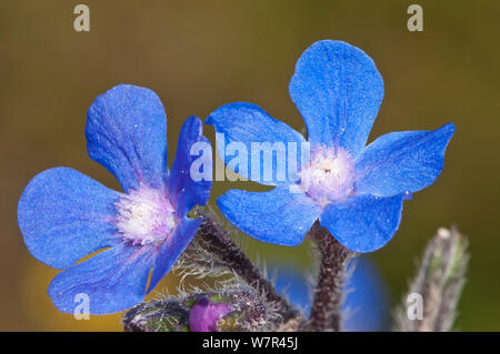 Sommer Forget-me-not (Anchusa azurea) in Blüte, Chania, Kreta, April Stockfoto