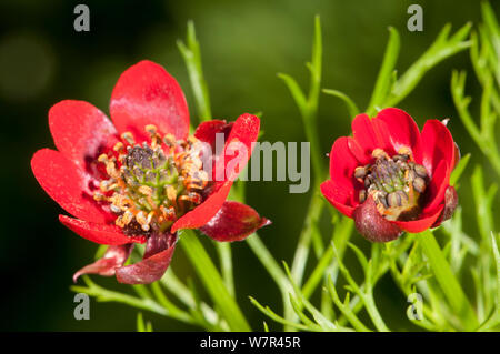 Der Fasan Auge (Adonis cretica/microcarpa) in Blüte, rot Form, Chania, Chania, Kreta, April Stockfoto