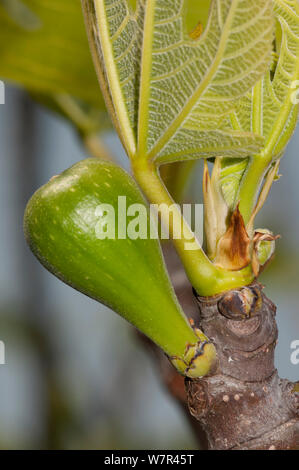 Feigenbaum (Ficus Carica) Entwicklung von Obst, Heraklion, Kreta, April Stockfoto