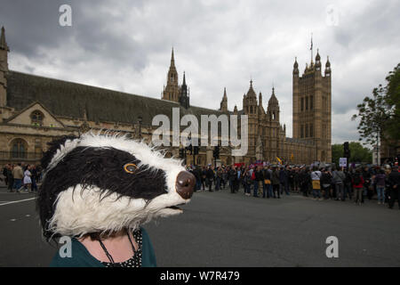 Anti Badger cull Demonstrant, mit Badger Maske, außerhalb der Häuser des Parlaments, London am 1. Juni 2013 Stockfoto