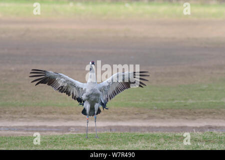 Drei Jahre alte Gemeinsame/Eurasische Kranich (Grus Grus) "Chris", von den großen Kran Projekt freigegeben, flattern ihre Flügel sie nach dem Baden, Gloucestershire, UK, April 2013 zu trocknen. Stockfoto