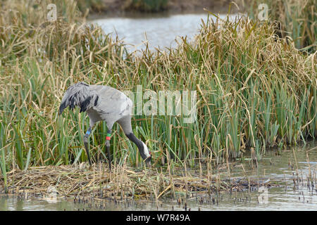 Drei Jahre alte Gemeinsame/Eurasische Kranich (Grus Grus) 'Monthy" durch die große Kran Projekt nest freigegeben - Gebäude in überflutete Marschland, Slimbridge, Gloucestershire, UK, April 2013. Stockfoto