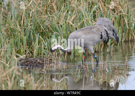 Drei Jahre alte Gemeinsame/Eurasische Kranich (Grus Grus) 'Monthy" durch die große Kran Projekt nest freigegeben - Gebäude in überflutete Marschland, Slimbridge, Gloucestershire, UK, April 2013. Stockfoto