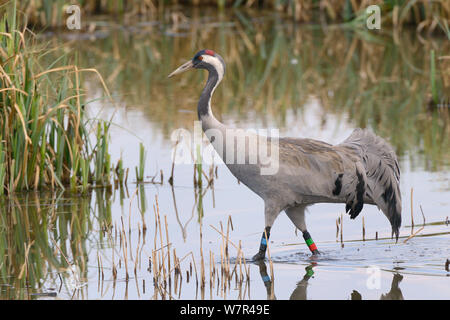 Drei Jahre alte Gemeinsame/Eurasische Kranich (Grus Grus) 'Monthy" durch die große Kran Projekt freigegeben Waten in überflutete Marschland, Gloucestershire, UK, April 2013. Stockfoto