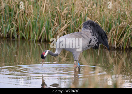 Drei Jahre alte Gemeinsame/Eurasische Kranich (Grus Grus) 'Ruby' von dem großen Kran Projekt veröffentlicht der Nahrungssuche für aquatische Insekten in überflutete Marschland, Gloucestershire, UK, April 2013. Stockfoto