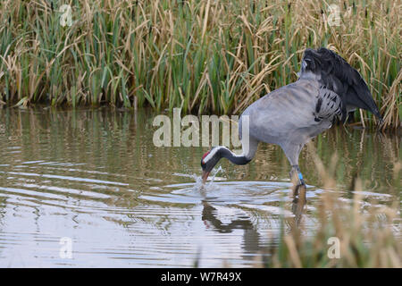 Drei Jahre alte Gemeinsame/Eurasische Kranich (Grus Grus) 'Ruby' von dem großen Kran Projekt veröffentlicht in Prey in überschwemmten Moor, Gloucestershire, UK, April 2013 auffällig. Stockfoto