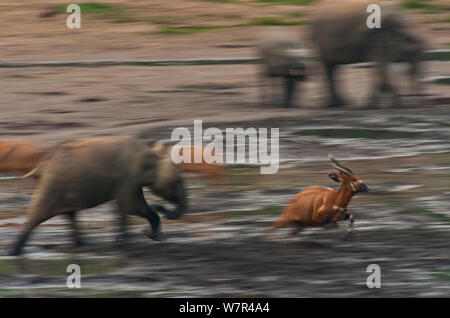 Afrikanische Waldelefant (Loxodonta africana cyclotis) Kalb jagen Bongo Antilope (Tragelaphus euryceros) im Forest Clearing Wasserloch. Dzanga Bai, Dzanga-Ndoki-Nationalpark, Zentralafrikanische Republik. Stockfoto