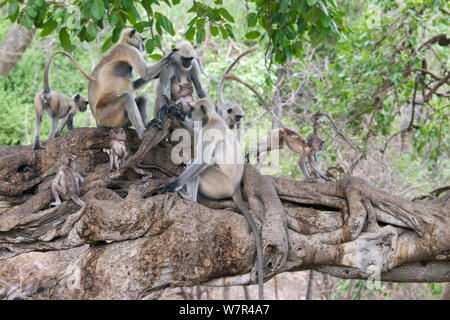 Hanuman/Northern Plains Grau Langur (Semnopithecus Entellus) Familie Pflege auf dem Zweig eines Banyan Tree mit Jugendlichen herum spielen, Ranthambore Nationalpark, Rajasthan, Indien, Juni Stockfoto