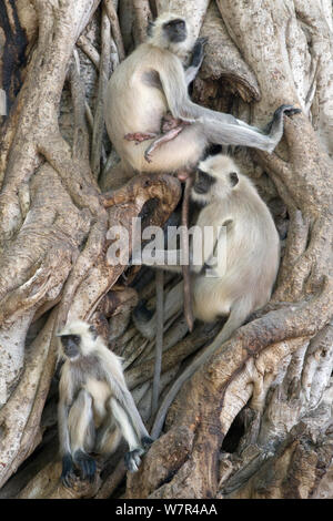 Hanuman/Northern Plains Grau Langur (Semnopithecus Entellus) Familie Ruhe in den Wurzeln einer Banyan Tree, Ranthambore Nationalpark, Rajasthan, Indien, Juni Stockfoto