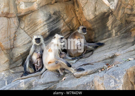 Hanuman/Northern Plains Grau Langur (Semnopithecus Entellus) Familie von drei Frauen und drei Knaben auf eine Felswand, Ranthambore Nationalpark, Rajasthan, Indien, Juni Stockfoto