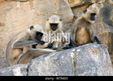 Hanuman/Northern Plains Grau Langur (Semnopithecus Entellus) Familie Pflege auf einem Felsen, Ranthambore Nationalpark, Rajasthan, Indien. Juni Stockfoto