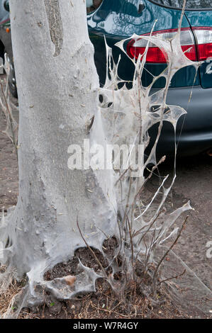 Bird Cherry Hermelin Motte (Yponomeuta evonymella) Larven smothering Bäume in suburban Street. Hampton, Middlesex, Großbritannien. Juni, 2013 Stockfoto