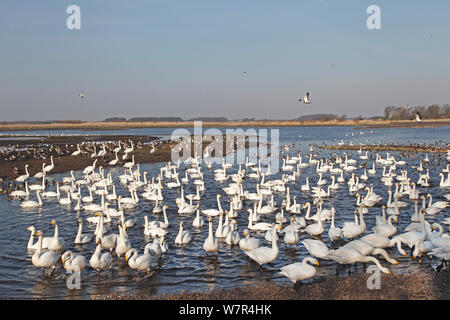 Martin bloße Wildvogel und Feuchtgebiete Vertrauen finden, Wild Bird Area mit gehören Singschwan (Cygnus Cygnus) zum Zeitpunkt der Fütterung Lancashire, Großbritannien, Februar Stockfoto